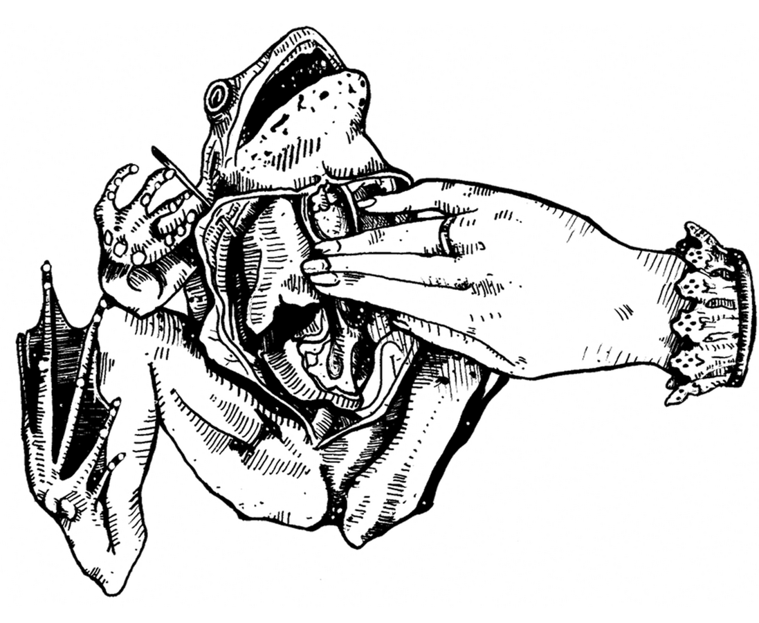 "disection", 2019 | pen and ink drawing